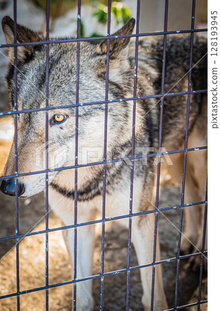 Sapporo Maruyama Zoo: Gray wolves 128193945
