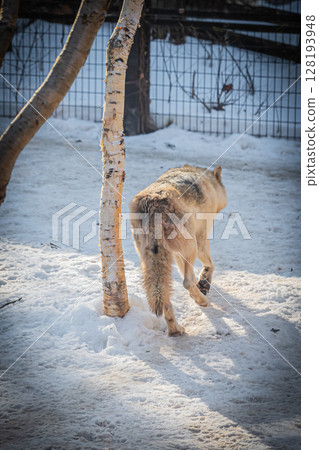 Sapporo Maruyama Zoo: Gray wolves 128193948