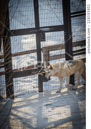 Sapporo Maruyama Zoo: Gray wolves 128193951