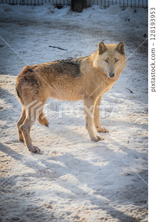 Sapporo Maruyama Zoo: Gray wolves 128193953