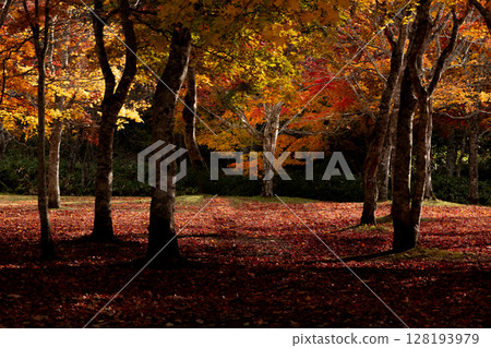 楓樹 紅楓 楓葉 128193979