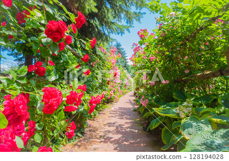 北海道札幌市玫瑰園 北海道札幌市玫瑰園 128194028