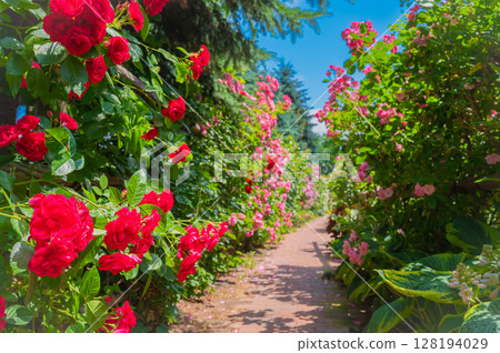 北海道札幌市玫瑰園 北海道札幌市玫瑰園 128194029
