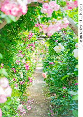 北海道札幌市玫瑰園 128194074