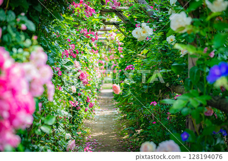Hokkaido Sapporo City Rose Garden 128194076