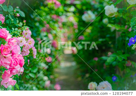 Hokkaido Sapporo City Rose Garden 128194077