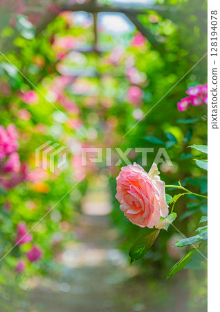 Hokkaido Sapporo City Rose Garden 128194078