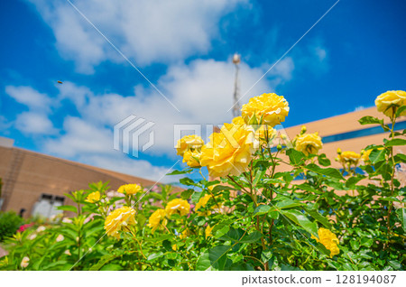 北海道札幌市玫瑰園 128194087