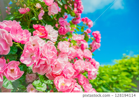 Hokkaido Sapporo City Rose Garden Hokkaido Sapporo City Rose Garden 128194114