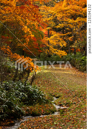 楓樹 紅楓 楓葉 128194132