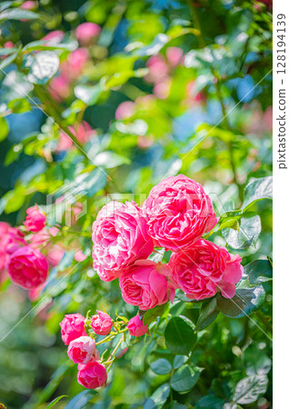 北海道札幌市玫瑰園 北海道札幌市玫瑰園 128194139
