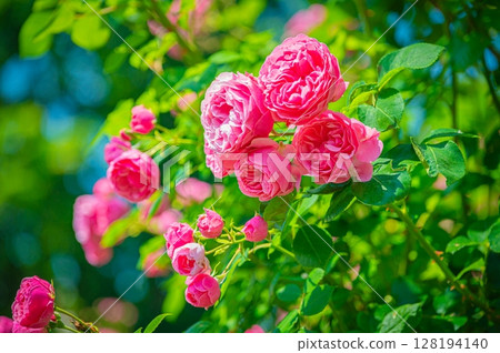 北海道札幌市玫瑰園 128194140