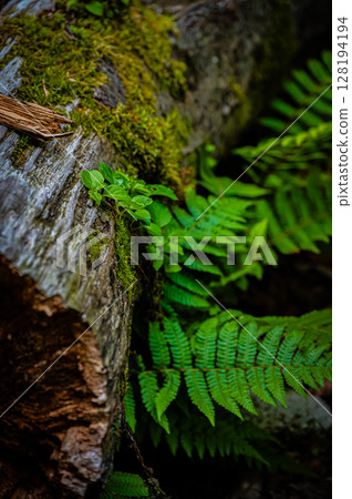 Hokkaido Lake Shikotsu Moss Corridor 128194194