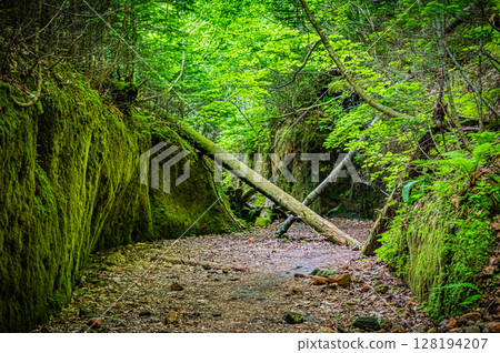 北海道支笏湖苔蘚走廊 北海道支笏湖苔蘚走廊 128194207