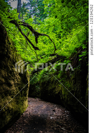 Hokkaido Lake Shikotsu Moss Corridor Hokkaido Lake Shikotsu Moss Corridor 128194262