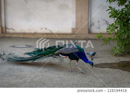 Peacock at Waldstein Garden and baroque Wallenstein Palace in Mala Strana district in Prague, Czechia 128194416