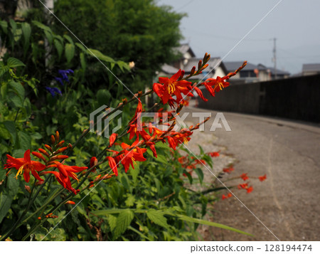 路邊的橘色水仙花和花蕾 128194474