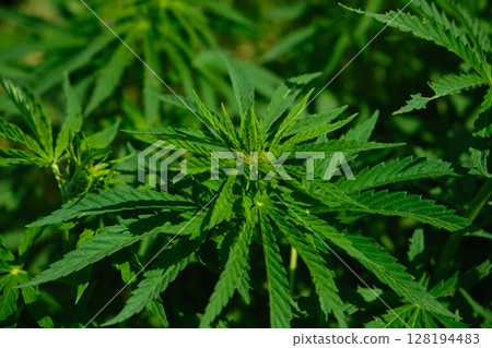 Background from marijuana plants. Hemp leaves and seeds. Legalization of marijuana, Drug factory 128194483