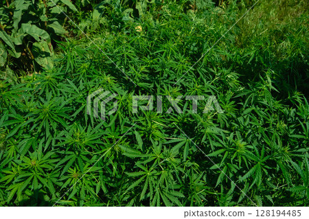 Background from marijuana plants. Hemp leaves and seeds. Legalization of marijuana, Drug factory Background from marijuana plants. Hemp leaves and seeds. Legalization of marijuana, Drug factory 128194485