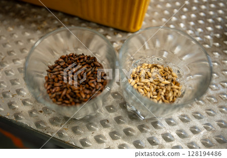 Roasted and raw malt grains in glass bowls at craft brewery, concept of craft brewing 128194486