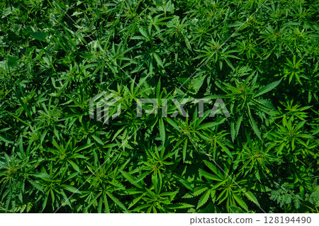 Background from marijuana plants. Hemp leaves and seeds. Legalization of marijuana, Drug factory Background from marijuana plants. Hemp leaves and seeds. Legalization of marijuana, Drug factory 128194490