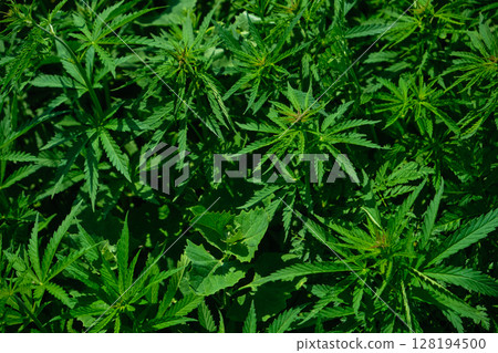 Background from marijuana plants. Hemp leaves and seeds. Legalization of marijuana, Drug factory 128194500