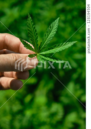 Close up of hand holding cannabis leaf. Concept of cannabis plantation for medical and business 128194504
