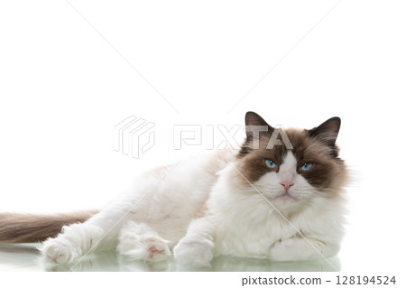 Face of a ragdoll cat with soft fur and expressive eyes Face of a ragdoll cat with soft fur and expressive eyes 128194524