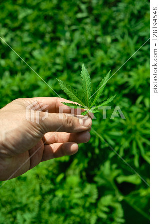 Close up of hand holding cannabis leaf. Concept of cannabis plantation for medical and business Close up of hand holding cannabis leaf. Concept of cannabis plantation for medical and business 128194548