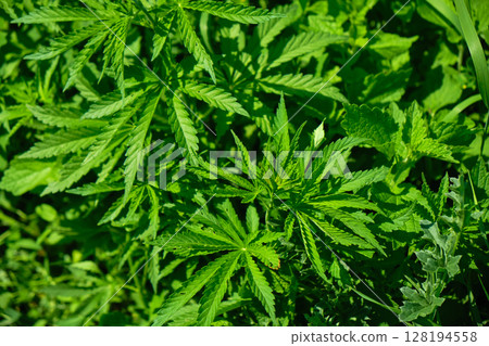Background from marijuana plants. Hemp leaves and seeds. Legalization of marijuana, Drug factory 128194558