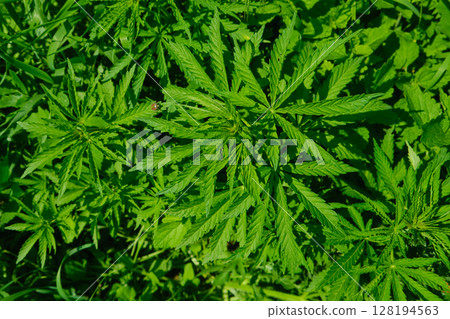 Background from marijuana plants. Hemp leaves and seeds. Legalization of marijuana, Drug factory Background from marijuana plants. Hemp leaves and seeds. Legalization of marijuana, Drug factory 128194563