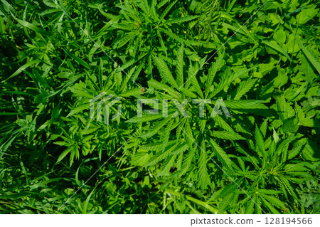 Background from marijuana plants. Hemp leaves and seeds. Legalization of marijuana, Drug factory Background from marijuana plants. Hemp leaves and seeds. Legalization of marijuana, Drug factory 128194566