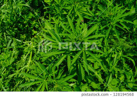 Background from marijuana plants. Hemp leaves and seeds. Legalization of marijuana, Drug factory Background from marijuana plants. Hemp leaves and seeds. Legalization of marijuana, Drug factory 128194568