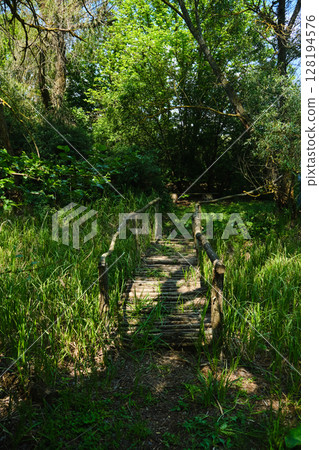 rustic wooden pathway with railings leads into a lush, sun-dappled forest, surrounded by tall green 128194576