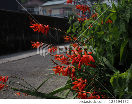 橘色的花和水仙花的花蕾(紫色茉莉花叢中的水仙花) 橘色的花和水仙花的花蕾(紫色茉莉花叢中的水仙花) 128194582
