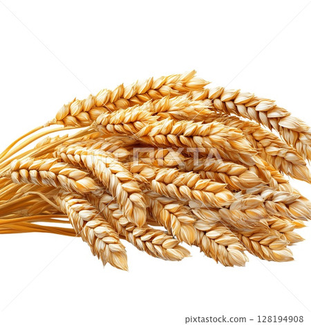 A bunch of ripe golden wheat ears, harvested and ready for use, isolated on a white background A bunch of ripe golden wheat ears, harvested and ready for use, isolated on a white background 128194908