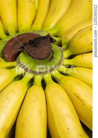 Bunch of mini baby bananas close-up Bunch of mini baby bananas close-up 128195012