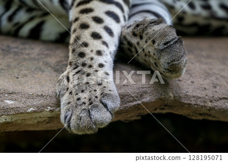 Ocelot close up portrait of paws 128195071