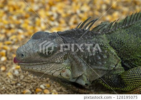 Iguana eating an ant with tonngue out detail close up portrait 128195075
