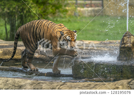 Tiger refreshing at the fountain with water drops 128195076