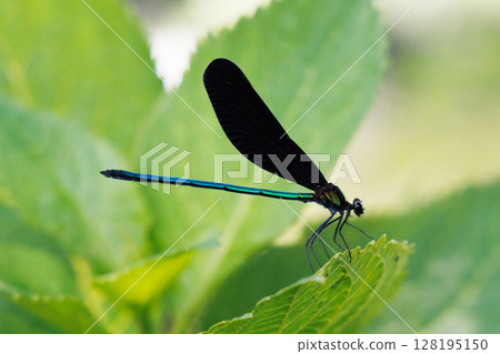 Hagorotombo stopping on the leaves 128195150