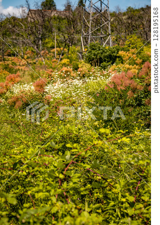 Vibrant Undergrowth And Bare Trees In Summer Landscape: Colorful Green And Pink Bushes Flourishing Beneath A Row Of Leafless Trees Against A Clear Blue Sky In Rural Slovenia Vibrant Undergrowth And Bare Trees In Summer Landscape: Colorful Green And Pink Bushes Flourishing Beneath A Row Of Leafless Trees Against A Clear Blue Sky In Rural Slovenia 128195168