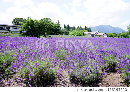 薰衣草花 薰衣草花 128195220
