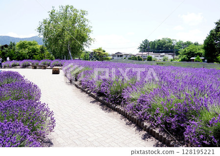薰衣草花 128195221
