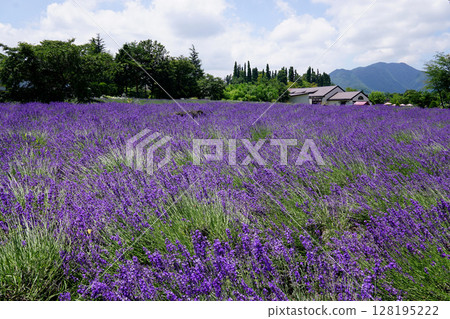 薰衣草花 薰衣草花 128195222