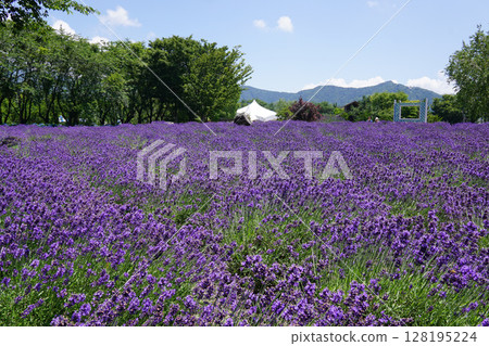 薰衣草花 128195224