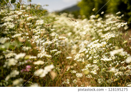 Blooming Wildflower Field In Slovenia: Soft-Focused Meadow Of White Blossoms Gently Swaying Under Summer Sunlight With Mountains And Trees In The Distant Background 128195275