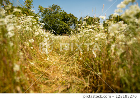 Blooming Wildflower Field In Slovenia: Soft-Focused Meadow Of White Blossoms Gently Swaying Under Summer Sunlight With Mountains And Trees In The Distant Background Blooming Wildflower Field In Slovenia: Soft-Focused Meadow Of White Blossoms Gently Swaying Under Summer Sunlight With Mountains And Trees In The Distant Background 128195276