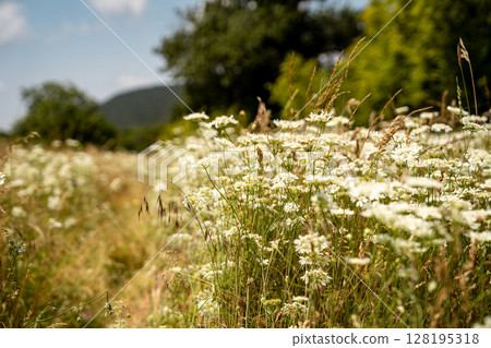 Blooming Wildflower Field In Slovenia: Soft-Focused Meadow Of White Blossoms Gently Swaying Under Summer Sunlight With Mountains And Trees In The Distant Background 128195318