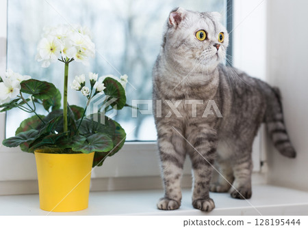 Inquisitive cat walking on windowsill near blooming geranium 128195444